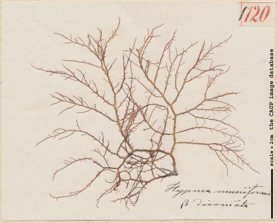 Hypnea musciformis 120.jpg